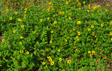 Dune or beach sunflower - Helianthus debilis - occurs naturally along the coast but adapts well for inland use. Excellent ground cover for dry Xeric Sandy well drained areas high drought tolerance