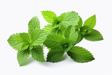 Mint leaves isolated on white background. Generative AI