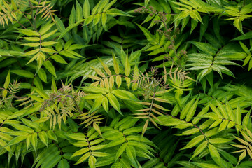 natural plant background. green leaves and branches close-up
