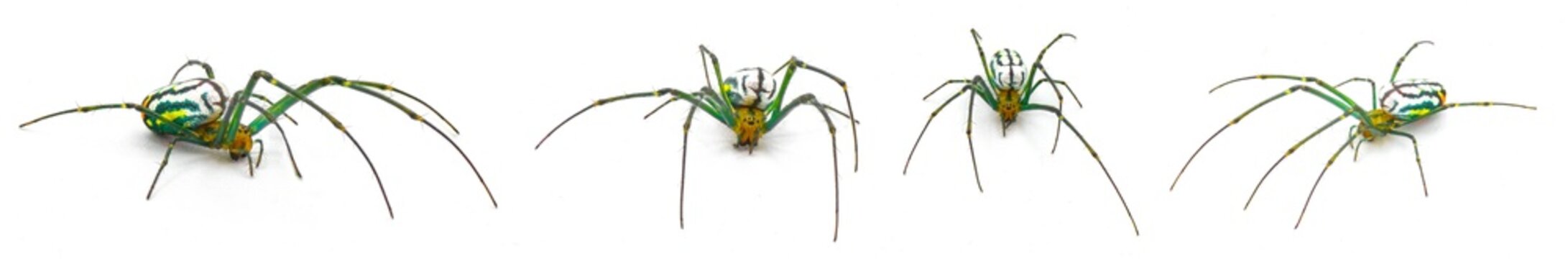 Leucauge argyrobapta or Leucauge mabela - Mabel orchard orb weaver - is a species of long jawed orbweaver in the spider family Tetragnathidae isolated on white background four views