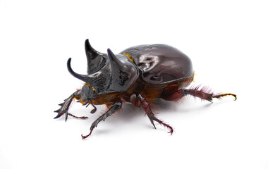 large male adult Ox Beetle or elephant beetle - Strategus aloeus showing three horns. Isolated on white background side front profile view