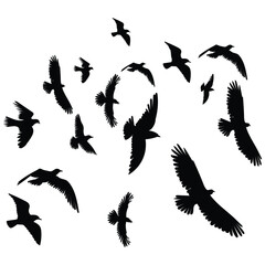 flock of birds