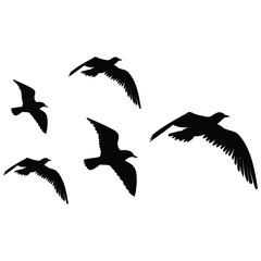 flock of birds