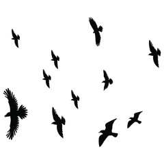 flock of birds