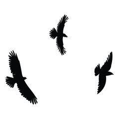 Obraz premium flock of birds