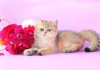 Fototapeta na wymiar beautiful,fluffy,kitten,pet,pink,red,background,flowers,bouquet,roses,picture,cute,funny