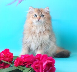 blue,turquoise,background,red,fluffy.pet,cat,cute.funny.wool,painting,beauty,animal,mammal