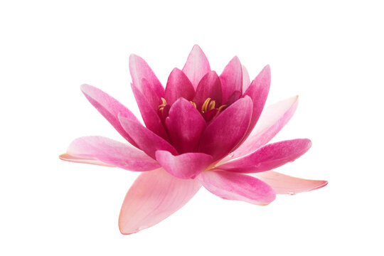Lotus or water lily flower isolated on white background