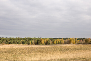 Autumn landscape, spacious fields with dense and bright grass