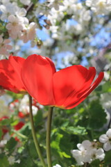 red, tulips, nature, grass, green, flora, white, color, background, garden, beauty, spring, summer, season