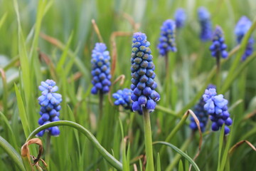 blue flowers in the garden