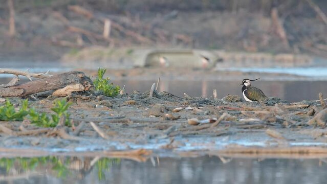 The wonderful Lapwing in the wetlands (Vanellus vanellus)