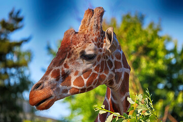 Żyrafa afrykańska zjada zielone liście z gałęzi drzewa.
