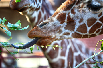 Żyrafa afrykańska zjada zielone liście z gałęzi drzewa. - obrazy, fototapety, plakaty