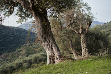 Old olive trees. Beautiful grove at sunset. nature, wallpaper, decoration