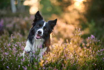 Border collie on a moor at Sunrise 