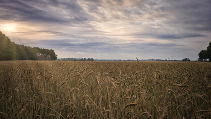 Kornfeld - Ecology - Corn - Feld - Field - Nature - Concept - Environment - Golden - Sunset -...
