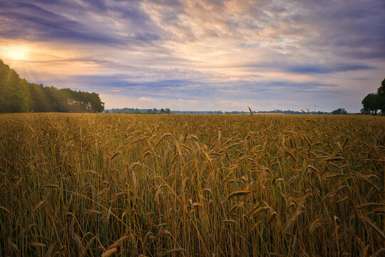 Kornfeld - Ecology - Corn - Feld - Field - Nature - Concept - Environment - Golden - Sunset - Clouds - Beautiful - Summer - Landscape - Background - Harvest - Green © Enrico Obergefäll