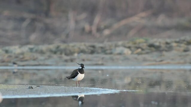 The lapwing flies away from the wetlands (Vanellus vanellus)