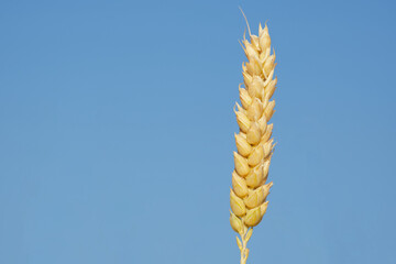ripe ear of wheat close-up on the background of a blue sky