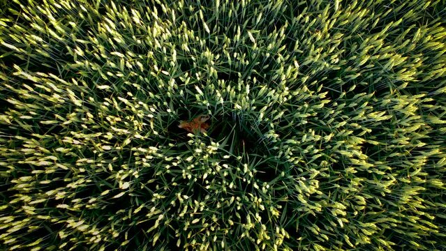 Red scared fox hiding from hunters and dogs and starts running away on wheatfield aerial view. Preservation of environment and clean planet, ecological fauna