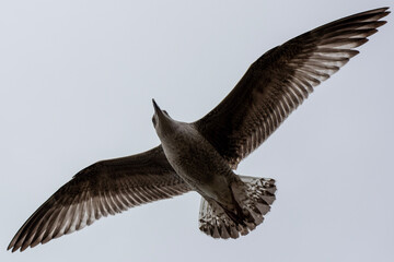 seagull in flight