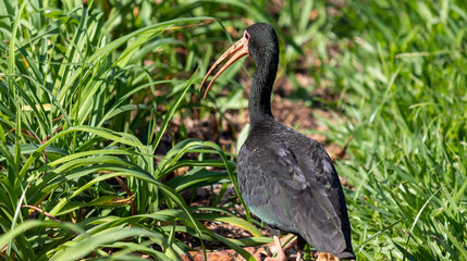 Photograph of a Bare-faced ibis.
