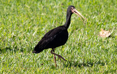Photograph of a Bare-faced ibis.	