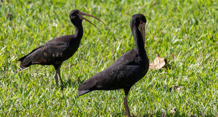 Photograph of a Bare-faced ibis.