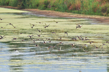 I Laghetti dello Zuccherificio e i suoi abitanti