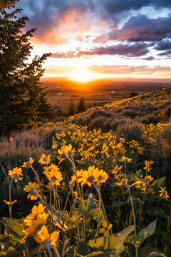 Wildflower Sunset in Bozeman, Montana