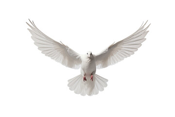 A white dove in flight, completely alone on a transparent background. - obrazy, fototapety, plakaty