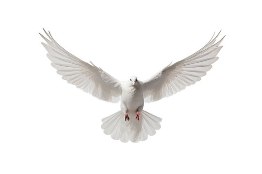 A white dove in flight, completely alone on a transparent background.