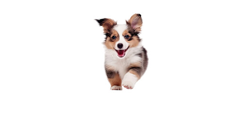 A dog is alone on a transparent background. A puppy is by itself on a transparent background. A dog, puppy, and doggy are the same. An adorable and lively doggy or pet is happily playing and appears