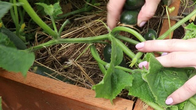 A farmer's hands harvest cucumbers in close-up. Cultivation of biogolic vegetables, cucumbers in a mulched bed