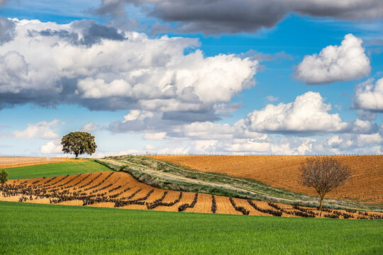 vineyard during a stormy day during spring in the denomination of origin region of Ribera del Duero in the province of Valladolid in Spain