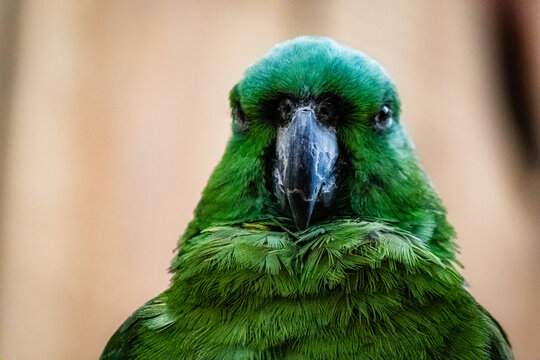 Portrait of a yellow-naped amazon parrot with green feathers.