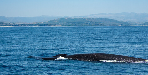 Fin whale off the coast of San Clemente