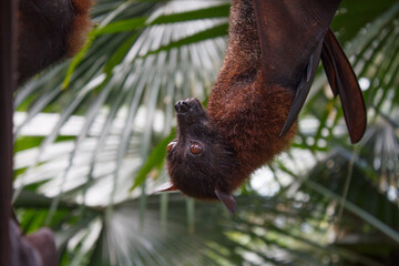 A closeup photo of a flying fox or fruit bat against green background.