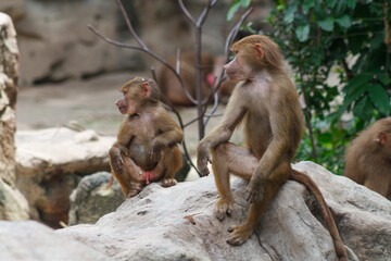 A photo of a family of hamadryas baboon on a clif