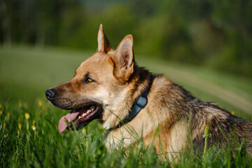 Young German shepherd dog in the green grass
