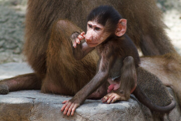 A photo of a baby hamadryas baboon on a clif