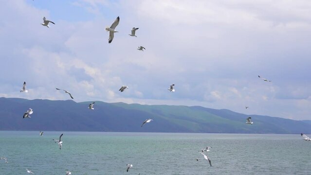 Flock of flying seagulls in sky. Many flocks of seagulls in flight, flying off coast of sea or ocean against backdrop of mountains in slow motion. Living flora and fauna of planet Earth.