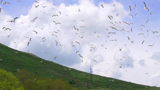 Flock of flying seagulls in sky. Many flocks of seagulls in flight, flying off coast of sea or ocean against backdrop of mountains in slow motion. Living flora and fauna of planet Earth.