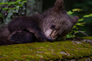 Young bear on a road in Romani