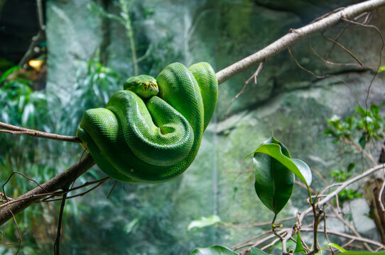 A photo of a Green tree python on a tree branch in captive setting