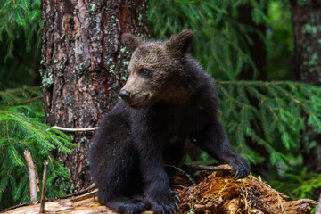 Young bear on a road in Romani