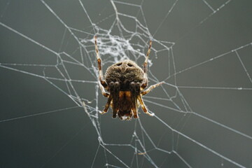 Neoscona, known as spotted orb-weavers and barn spiders, is a genus of orb-weaver spiders...