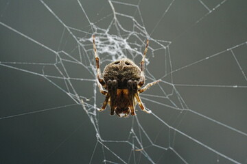 Neoscona, known as spotted orb-weavers and barn spiders, is a genus of orb-weaver spiders (Araneidae) 