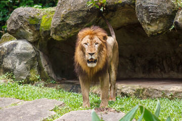 A photo of a lion in captive setting